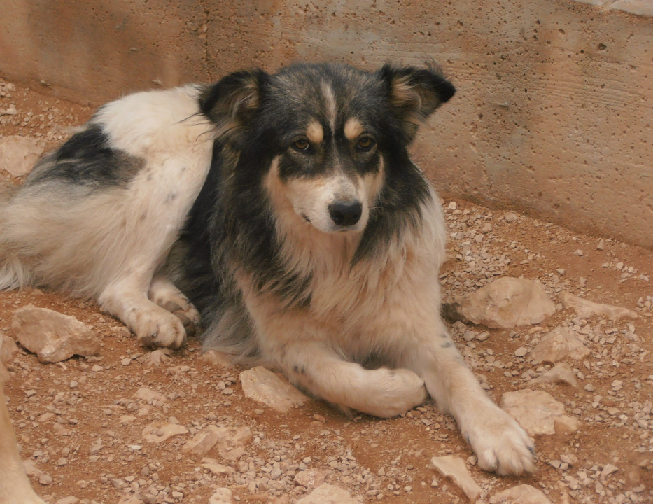 Sara traži nekog posebnog: Ona je izrazito umiljata, dobre ćudi, smirena i staložena 