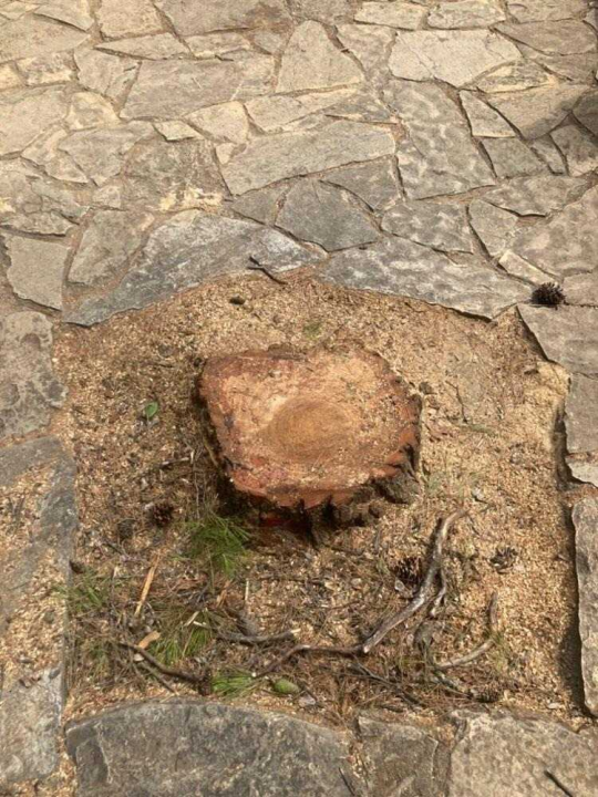 Uznemireni čitatelji snimili posječena stabla na Krki, iz NP-a poručuju: 'Bila su u vrlo lošem stanju'