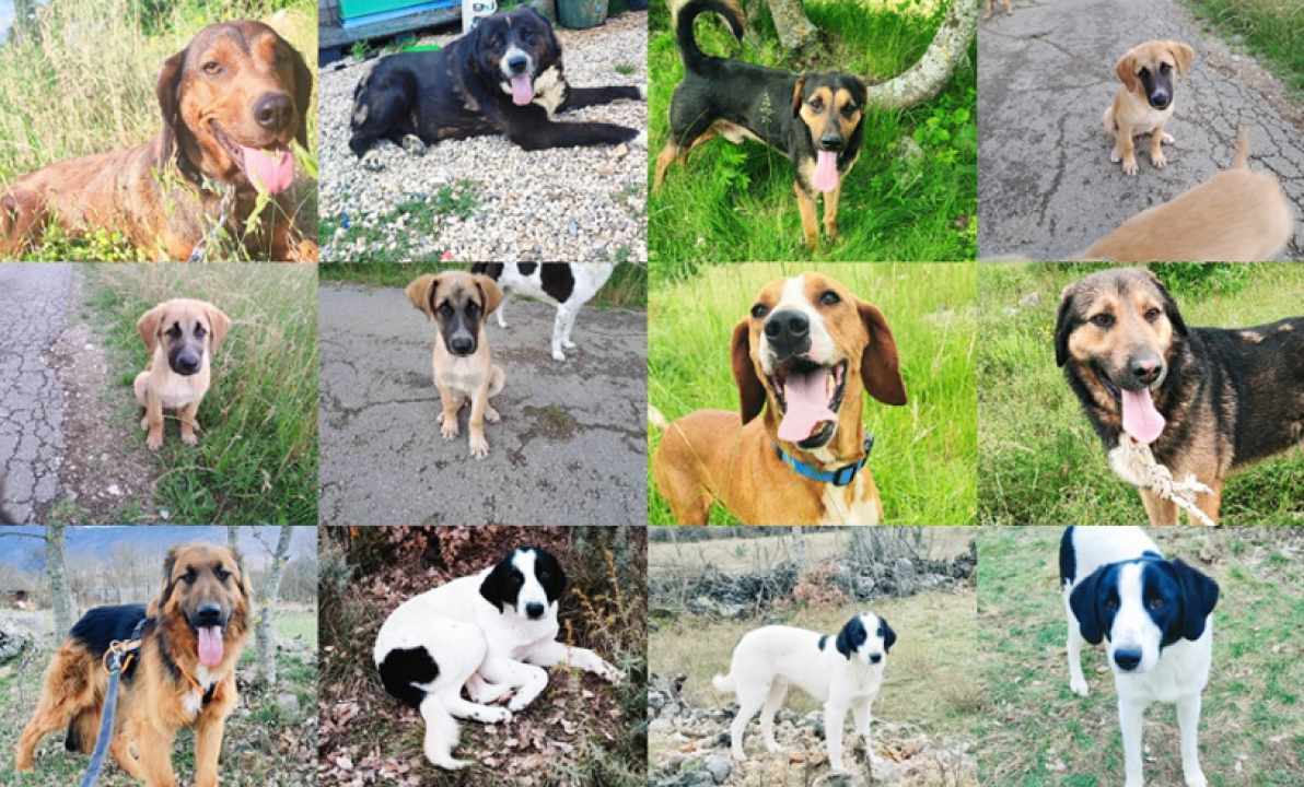 Željana se godinama brine za napuštene pse u Kninu, a sad je došla do ruba: 'Ne mogu više sama'