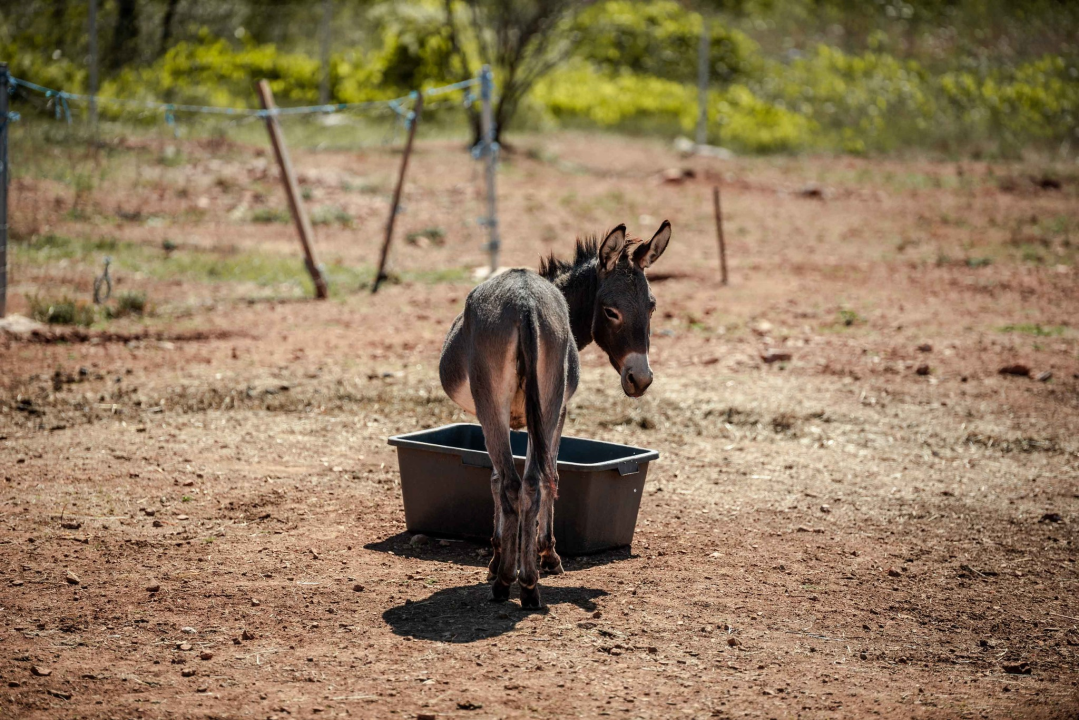 Za magarce na farmi 'Ćušin raj' brine se cilo misto: 'Mještani donose hranu, a djeca zaborave na mobitele'