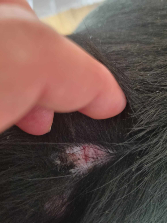 Lutajući kangali napali psa u Njivicama dok ga je stariji muškarac šetao na povodcu: 'Zagrizao ga je za kičmu'