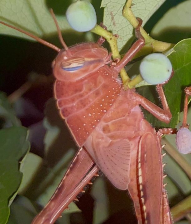 U Dubravi kraj Šibenika snimljen rozi skakavac: 'Riječ je o ne tako rijetkoj genetskoj mutaciji' 