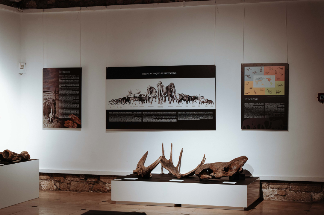 U Muzej ‘stigao’ stepski mamut iz Slavonskog Broda: ‘I Drniš svog mamuta ima'