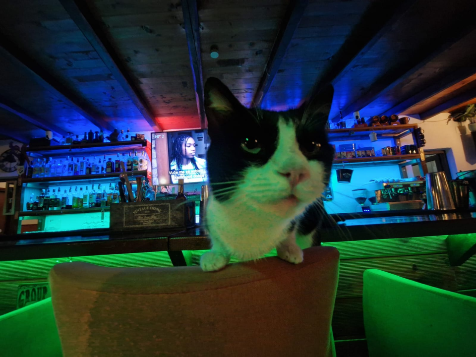 Rock'n'roll, finger food i kokteli: Stray Cat mjesto je koje morate posjetiti! 