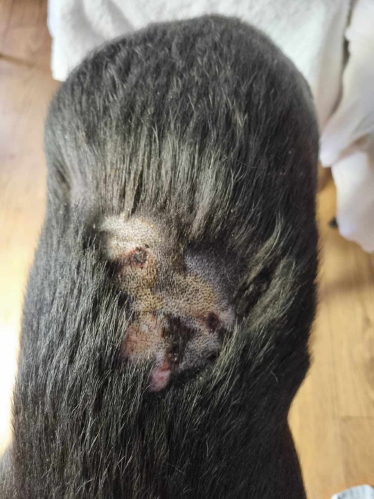 Još nisu nađeni kangali koji siju strah po Njivicama: Policijska statistika napada pasa u županiji je 'impresivna'