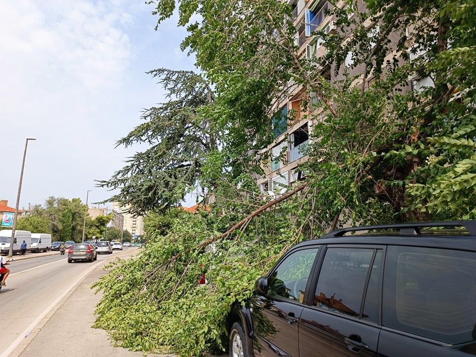 Najavljene nevere nisu ni stigle, a zbog jakog juga već padaju stabla po Šibeniku 