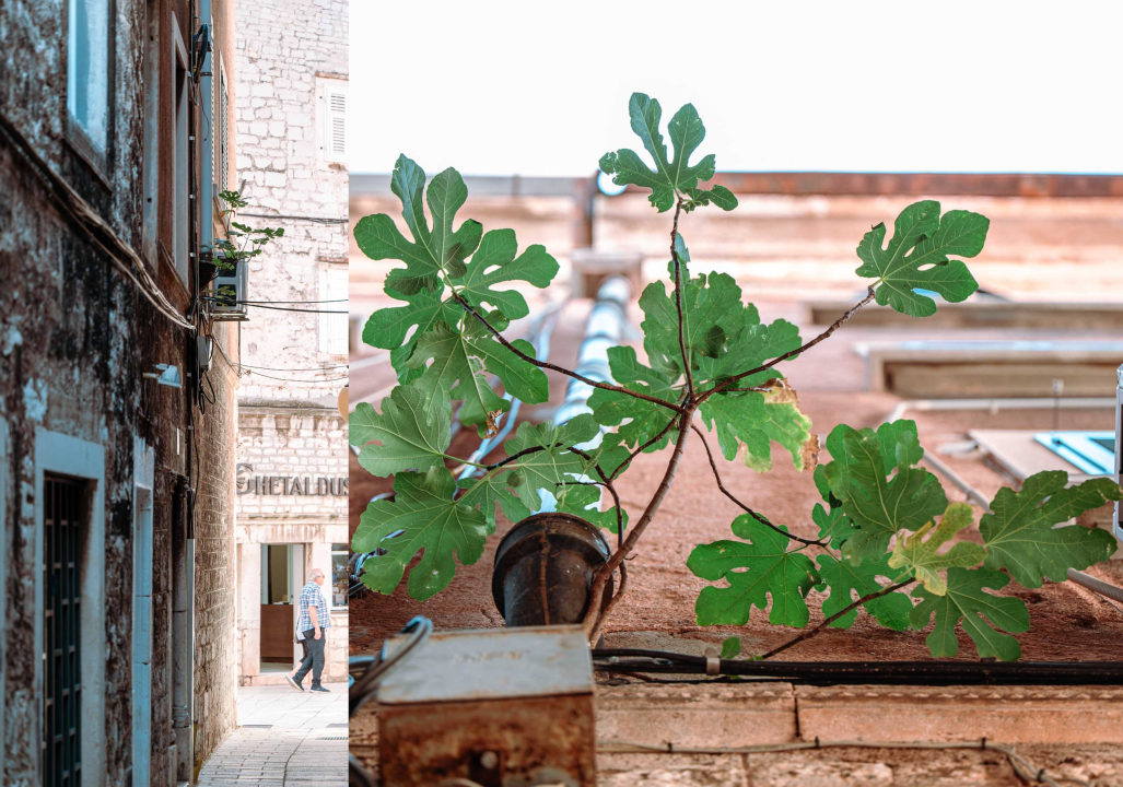 'Zidna smokva kraljice Jelene' mogla bi postati atrakcija poput grma kapara u ‘Masnoj’