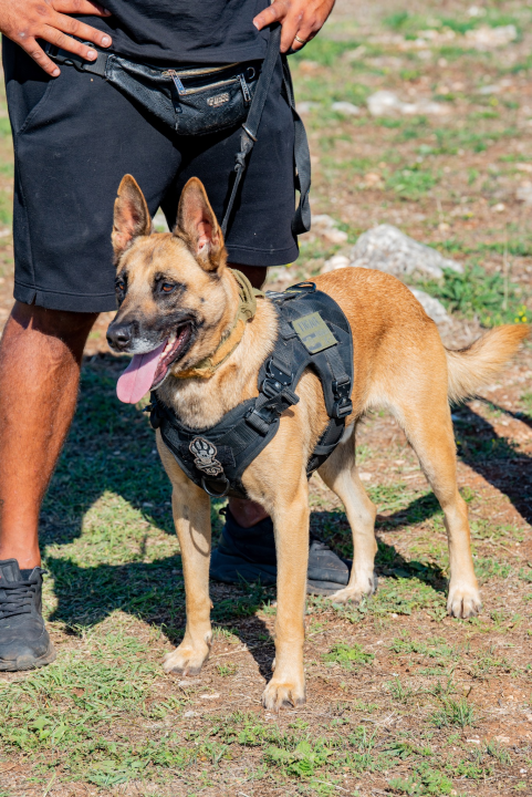 Seminar za ljubitelje pasa održan na Pokrovniku: 'Svaki pas uz puno rada i ljubavi može postati Tigar' 