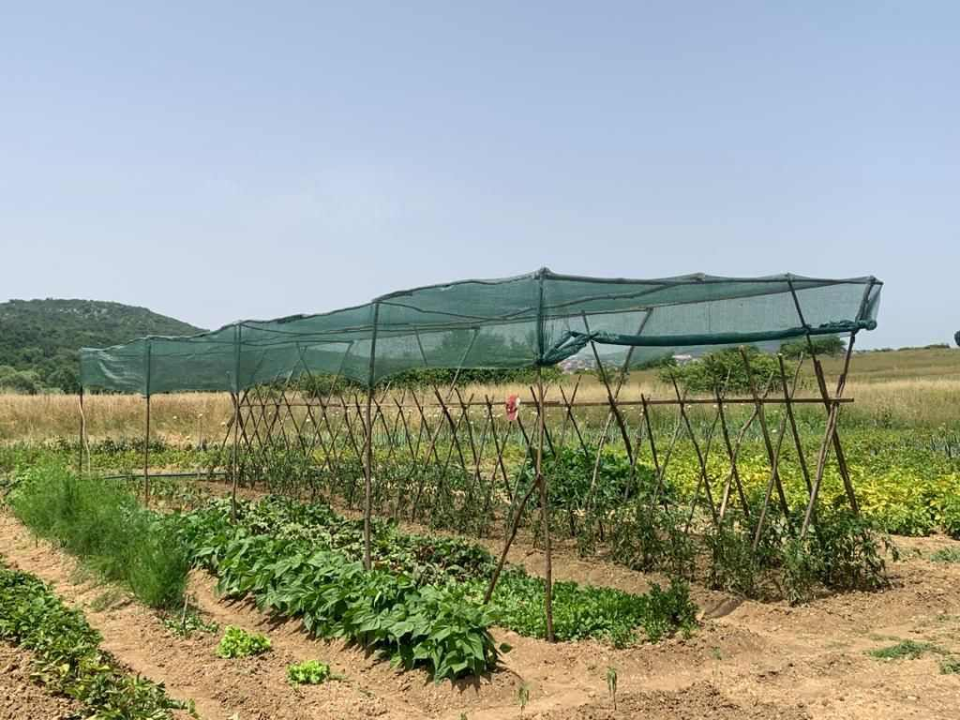  Obitelj Beader na Petrovom polju uzgojila batat težak 4,2 kilograma: 'Ovaj kraj ima toliko neiskorištenog potencijala'