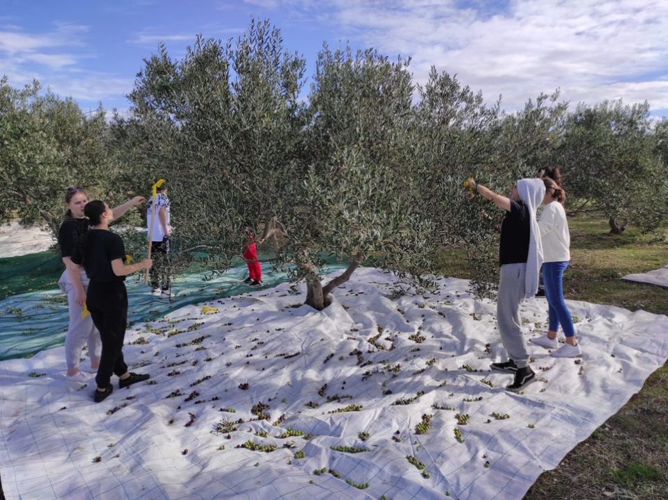 Učenici šibenske Strukovne škole beru masline u školskom masliniku: 'Imamo dobar urod'