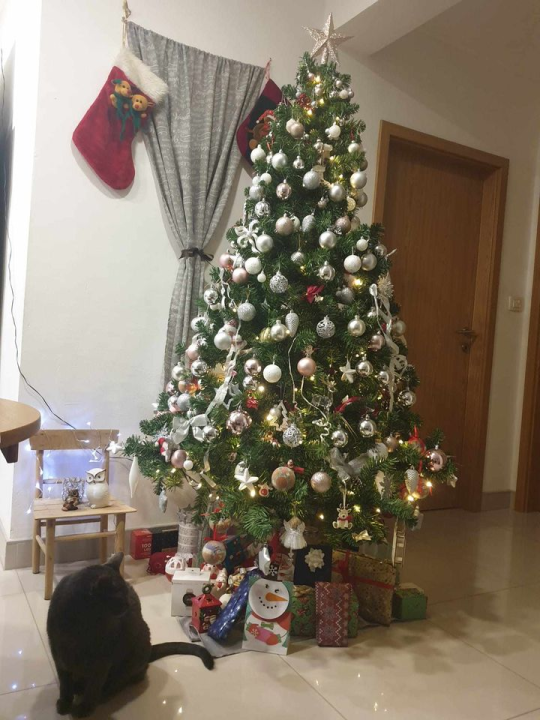 Provjerite tko su pobjednici izbora za naj jelku!