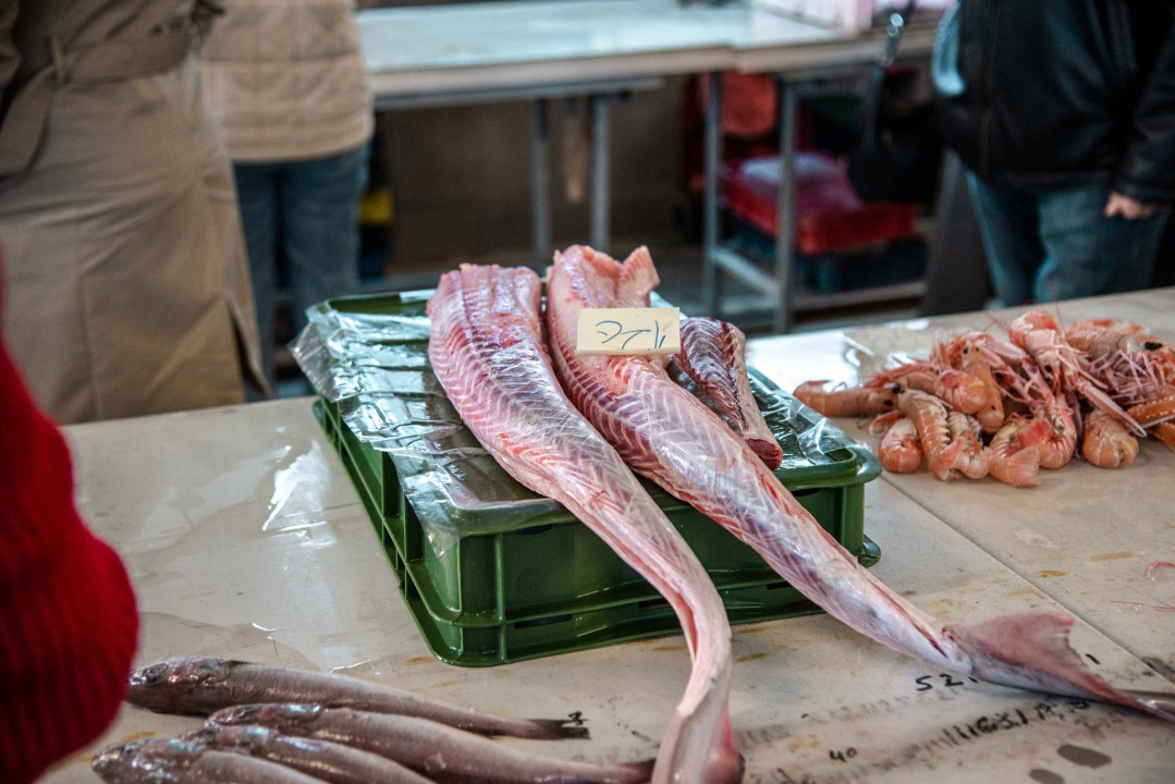 Šibenska peškarija danas nudi hamu, ribu na rubu istrebljenja u Jadranu