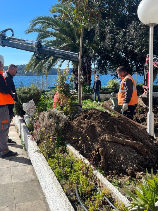 Nakon medijske kritike, Zeleni grad posadio novo stablo ispred hotela Jadran