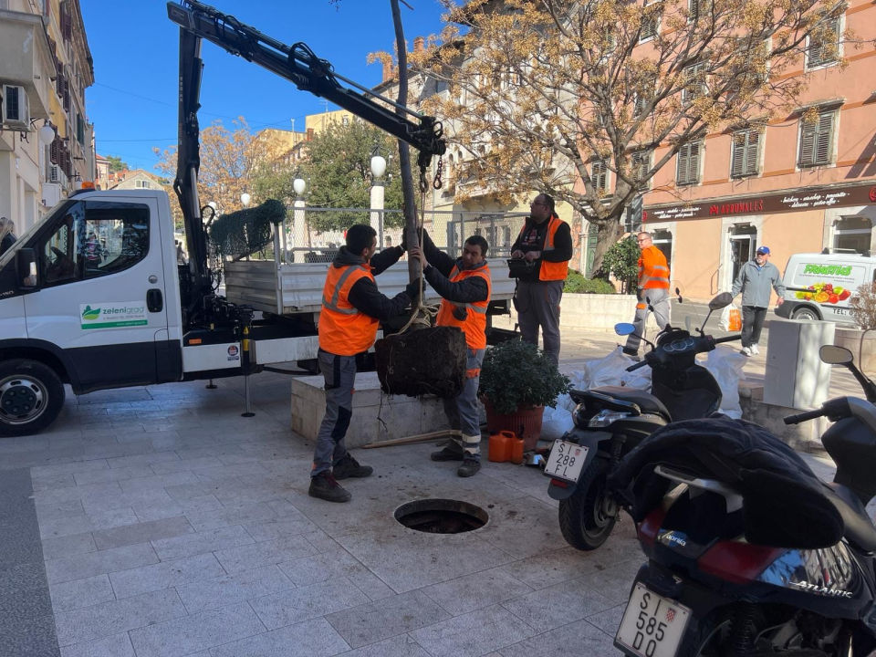 Nakon medijske kritike, Zeleni grad posadio novo stablo ispred hotela Jadran