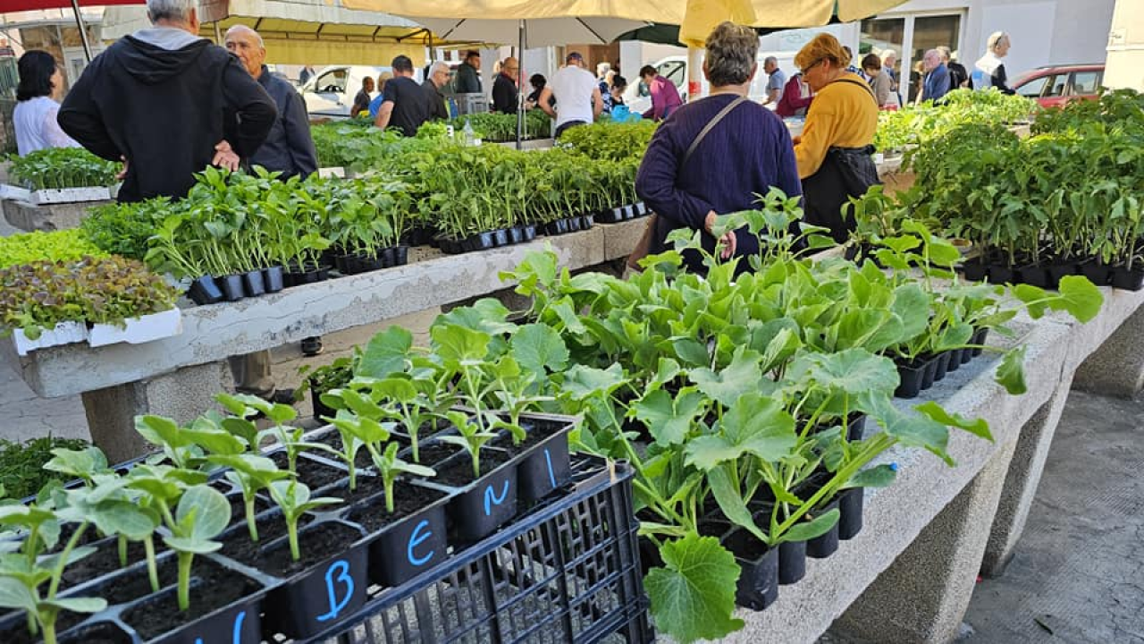 Sadnice pomidora hit na šibenskoj pijaci: 'Svi se bacili u poljoprivredu, sade po balkonima'