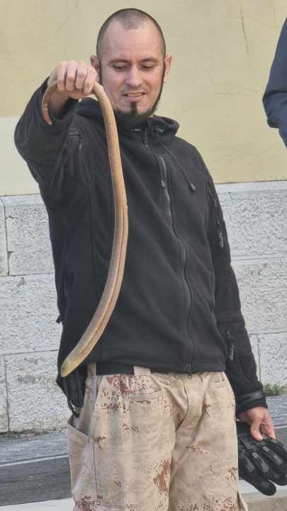 Denis Periša spasio blavora iz centra Šibenika: Motao se oko ulaza u gradsku upravu