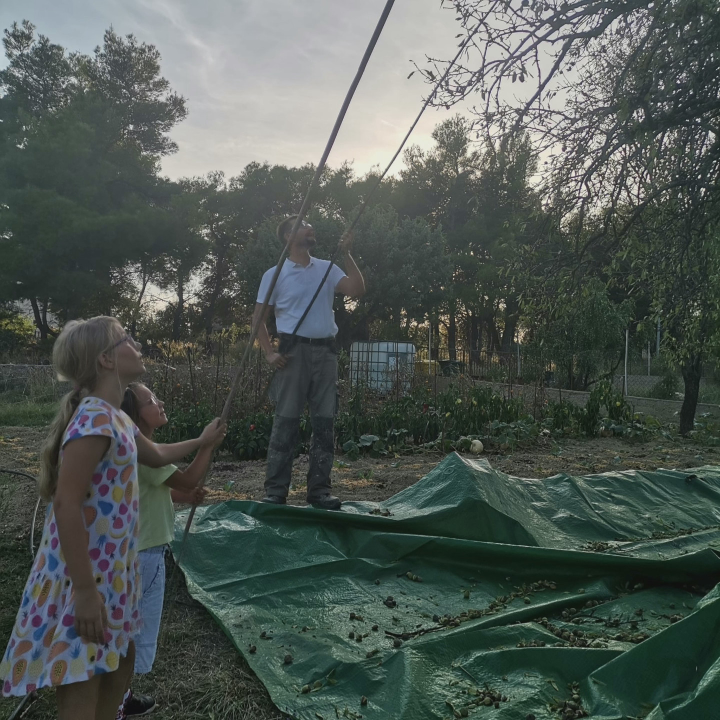 Jure Rončević zajedno s obitelji bavi se uzgojem badema: ‘Nismo htjeli zapustiti djedovinu’