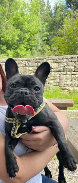 Provjerite tko su naj ljubimci 2024. godine!