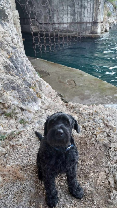 Provjerite tko su naj ljubimci 2024. godine!