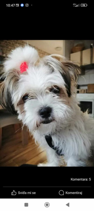 Provjerite tko su naj ljubimci 2024. godine!