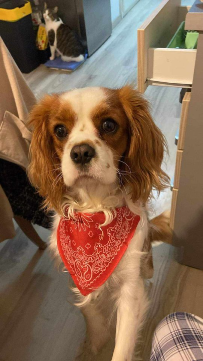 Provjerite tko su naj ljubimci 2024. godine!