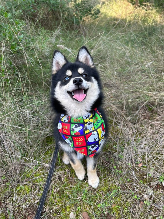 Provjerite tko su naj ljubimci 2024. godine!