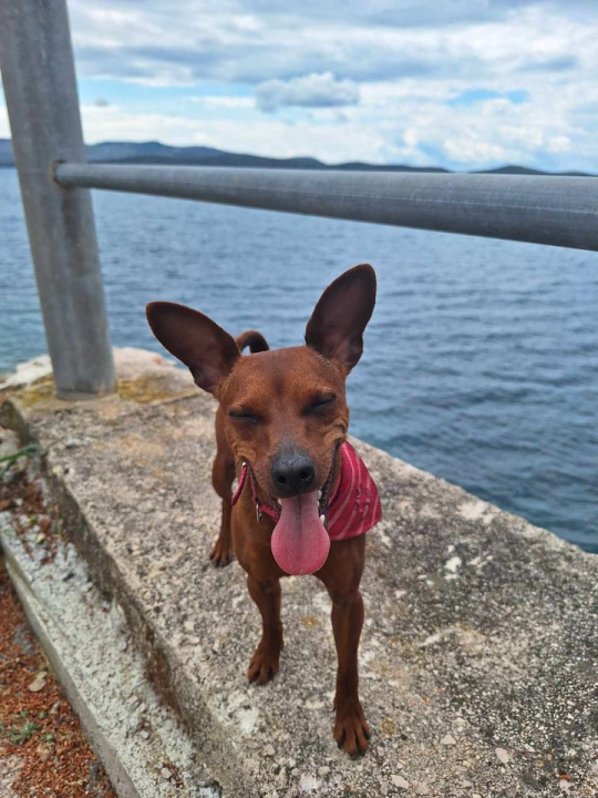 Provjerite tko su naj ljubimci 2024. godine!