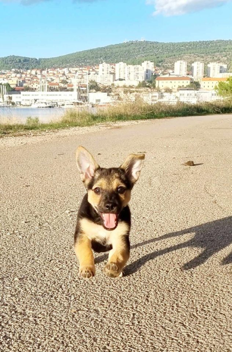 Provjerite tko su naj ljubimci 2024. godine!