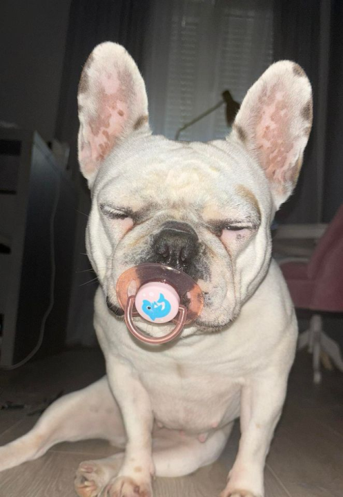 Provjerite tko su naj ljubimci 2024. godine!