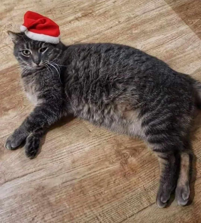 Provjerite tko su naj ljubimci 2024. godine!