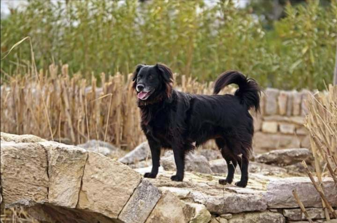 Provjerite tko su naj ljubimci 2024. godine!