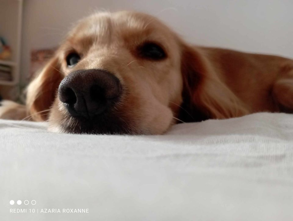 Provjerite tko su naj ljubimci 2024. godine!