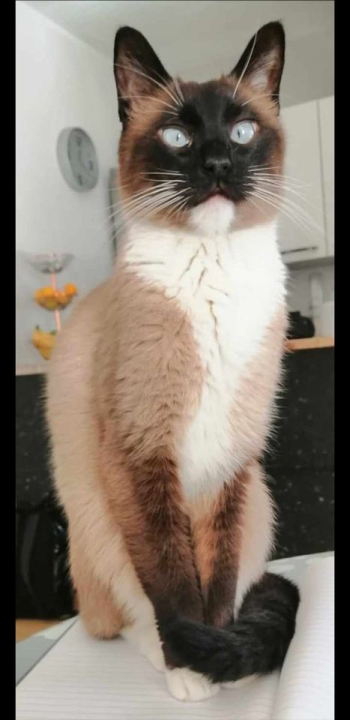 Provjerite tko su naj ljubimci 2024. godine!