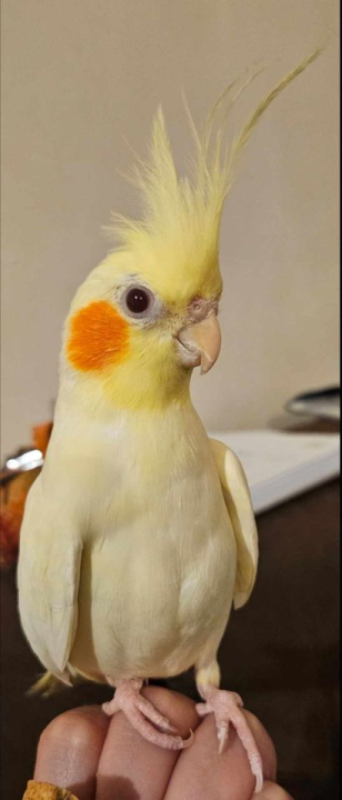 Provjerite tko su naj ljubimci 2024. godine!