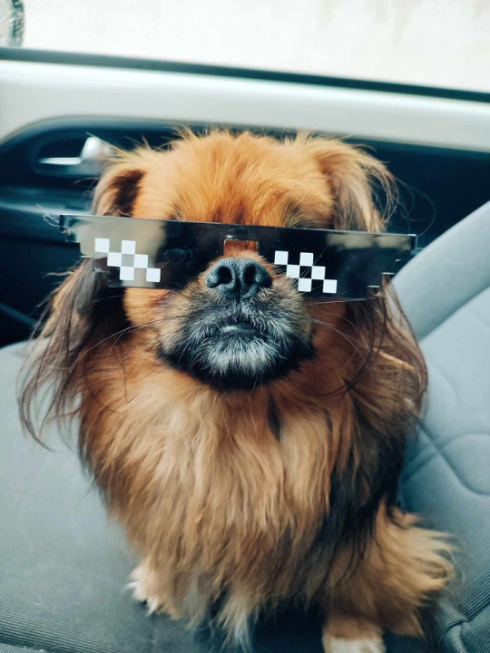 Provjerite tko su naj ljubimci 2024. godine!