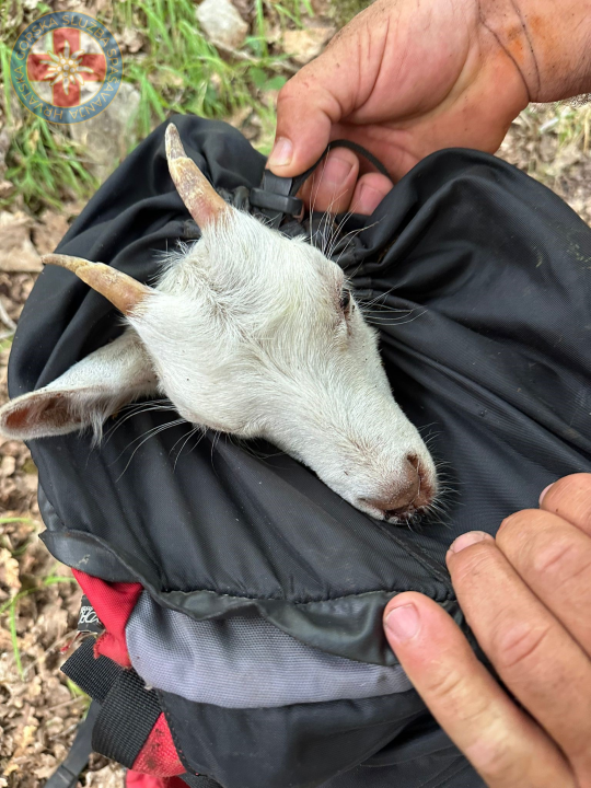 Šibenski HGSS-ovci spasili kozliće iz jame: ‘Je li vuk sit ne znamo, ali kozlići su svi na broju‘