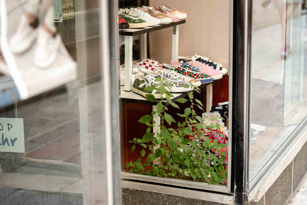 Borovu u Kalelargi izlog dekorira Majka Priroda, inspiracija su joj Borosane 