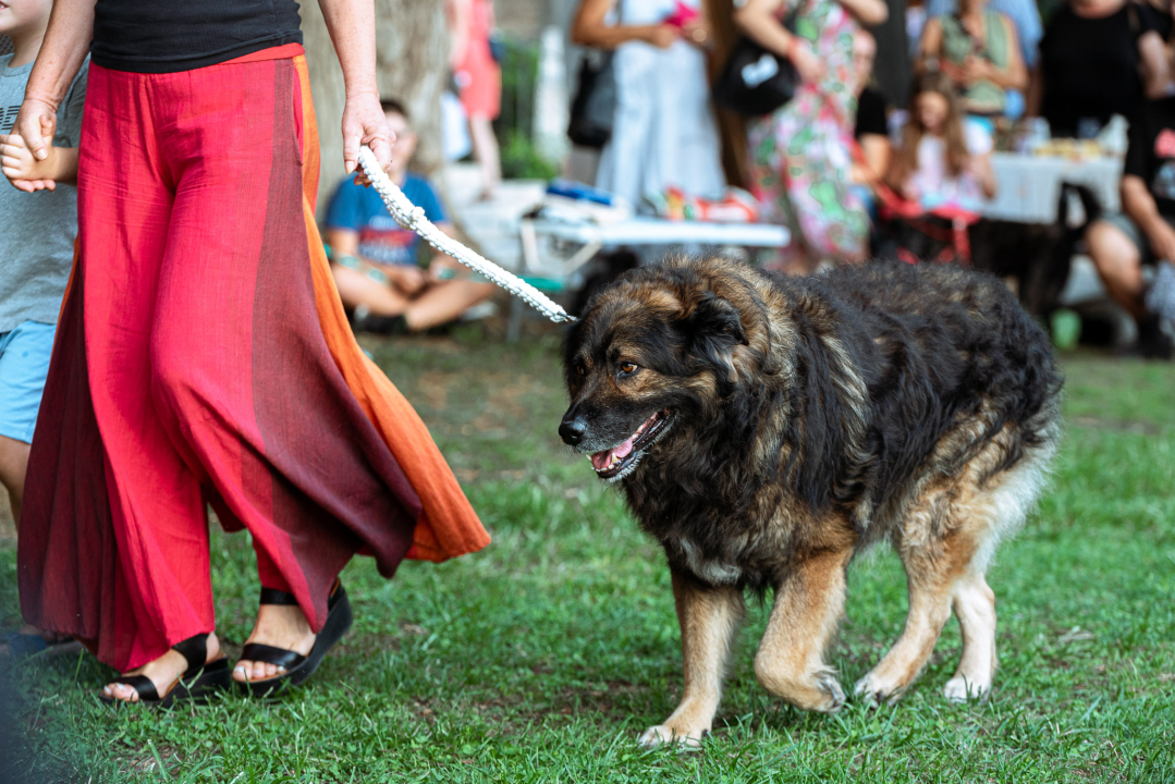 Šibenske šape rođendan proslavile izložbom pasa, tombolom i kvizom