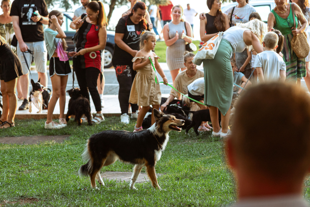 Šibenske šape rođendan proslavile izložbom pasa, tombolom i kvizom