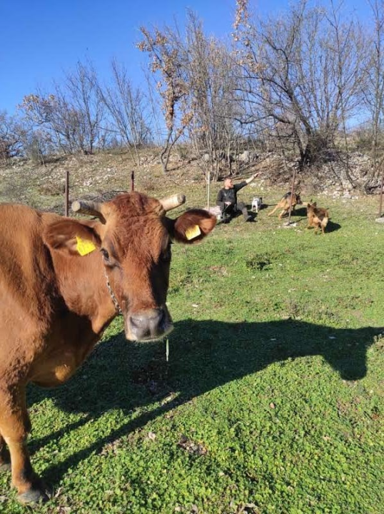 Sve je krenulo s nekoliko ovaca, a danas obitelj Zelenika iz Knina ima pravo životinjsko carstvo