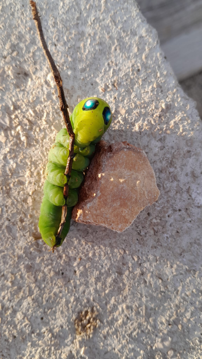  Jeste li se ikada susreli s ovom vrstom kukca?: 'Izgleda kao vanzemaljac'