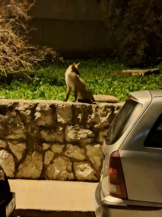 Noćna posjeta: Šibenskim ulicama šeta umiljata lisica