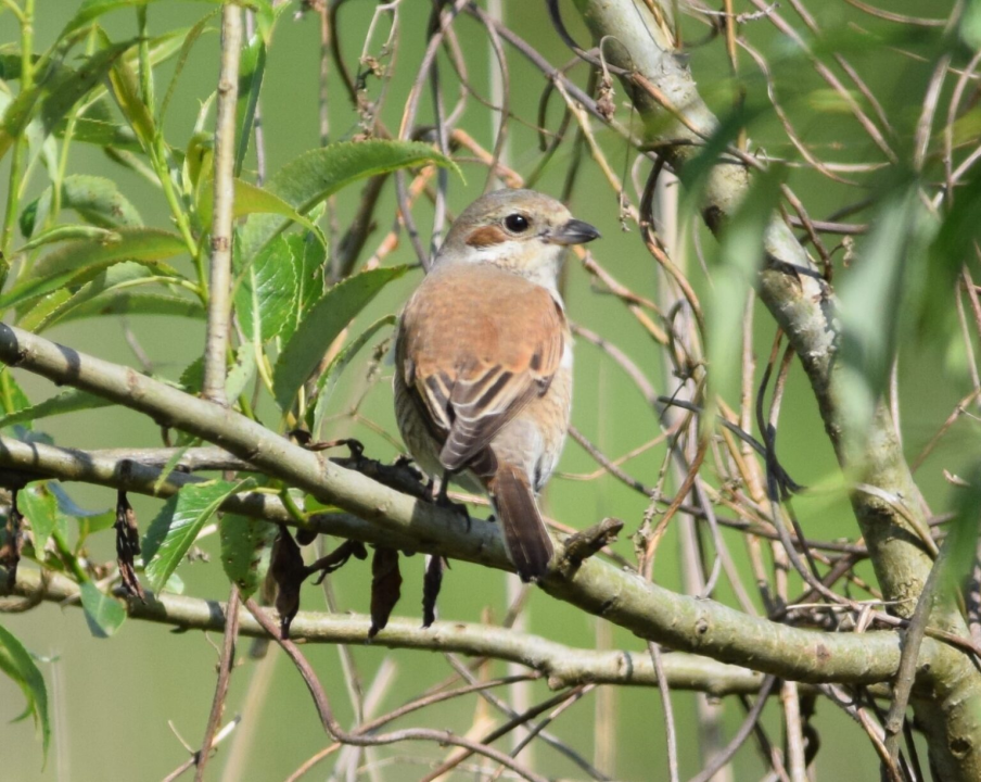 Ovo je hrvatska ptica godine 