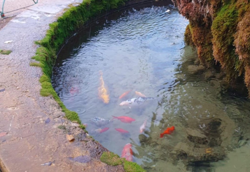 Pogledajte kako se zabavljaju stanovnici fontane u đardinu ispred Gospe vanka Grada