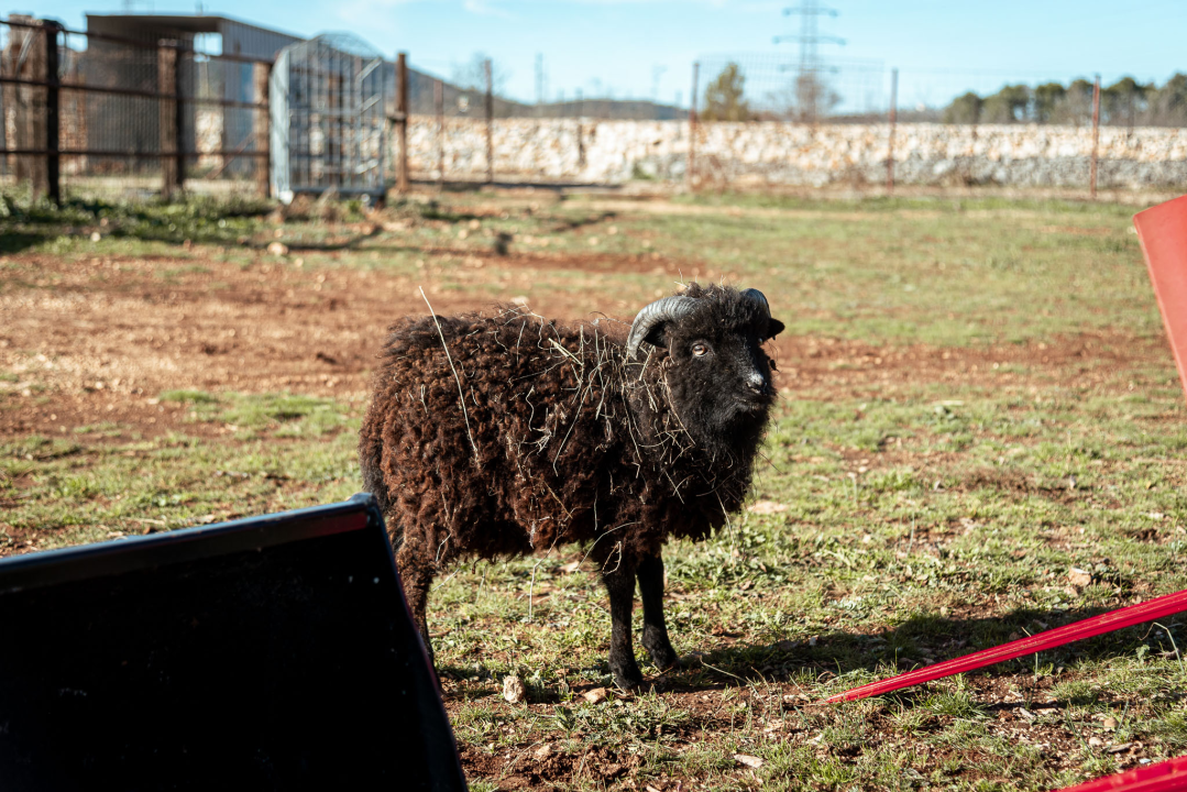 Jelena, Nina i Srećko oduševe svakoga tko posjeti Happy Horse u Dubravi