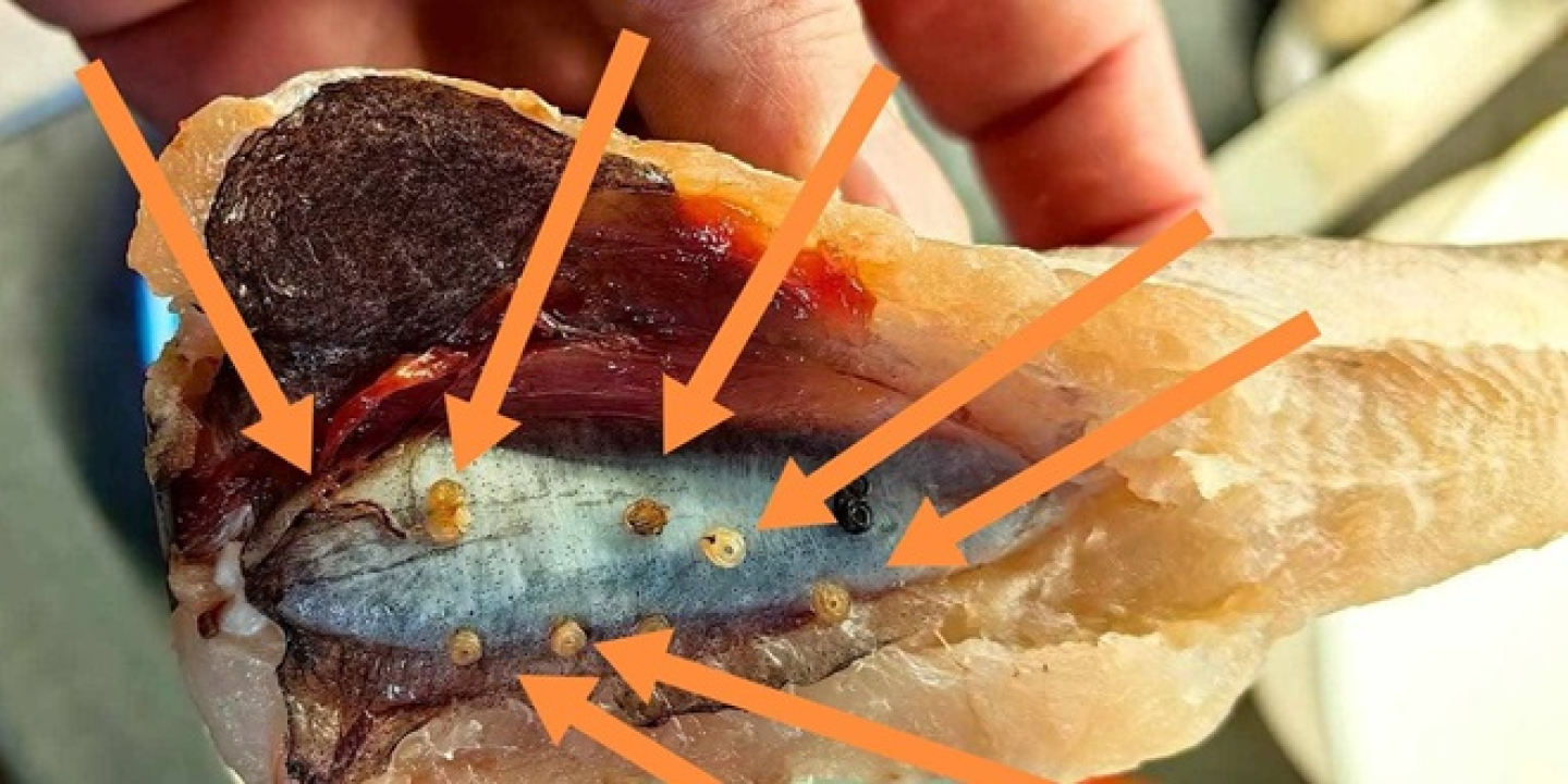 Kupci Konzuma u smrznutoj ribi pronašli parazite