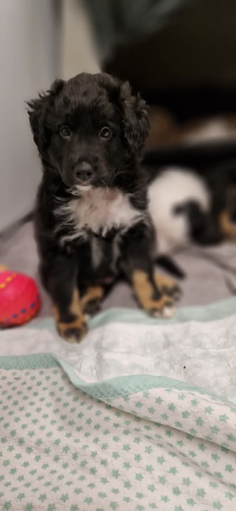 Tino i Teo iz Šibenskih šapa traže dom: Imaju dva mjeseca, obožavaju maženje i igru 