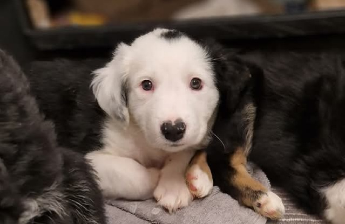 Tino i Teo iz Šibenskih šapa traže dom: Imaju dva mjeseca, obožavaju maženje i igru 