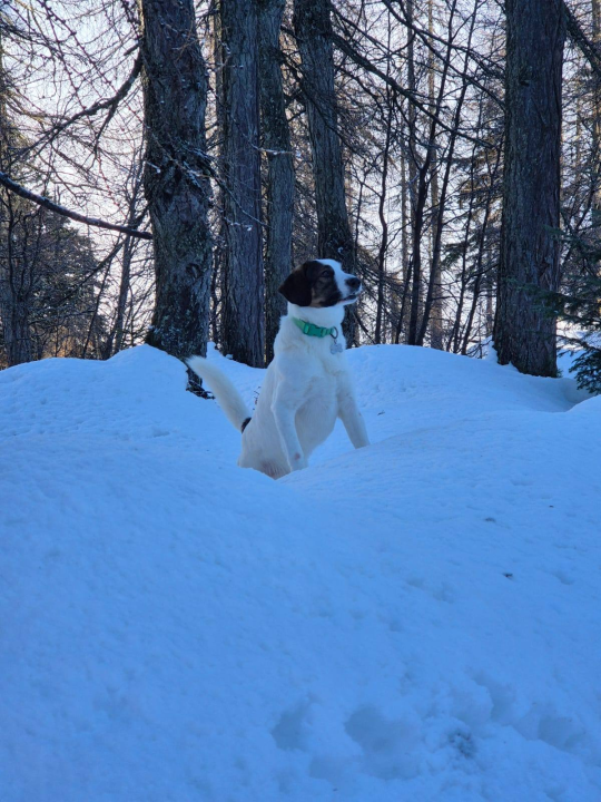 Od odbačenog šteneta do potražnog psa