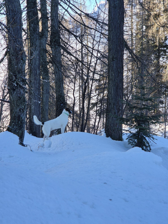 Od odbačenog šteneta do potražnog psa
